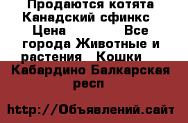Продаются котята Канадский сфинкс › Цена ­ 15 000 - Все города Животные и растения » Кошки   . Кабардино-Балкарская респ.